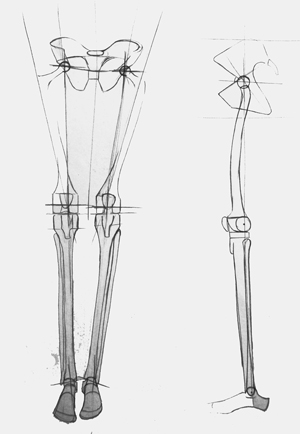 Skelett Bein, Oberschnekel und UnterschenkelAktzeichnungen - Anatomie Studien, Vorlagen für die Aktmalerei