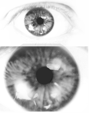 Auge: Iris und Pupille