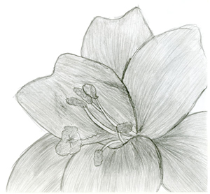 Zeichnung Hibiskus Blume