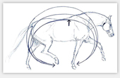 Wellenbewegung von Renate Blank (Pferdezeichnungen - Illustrationen zur Schiefen-Therapie 